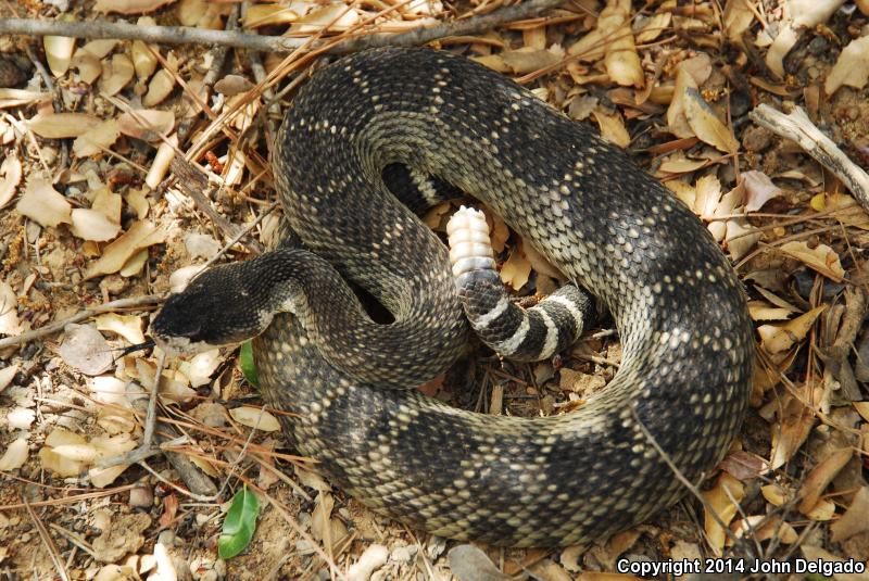 Northern Pacific Rattlesnake (Crotalus oreganus oreganus)