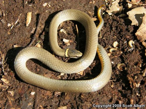 Northern Ring-necked Snake (Diadophis punctatus edwardsii)