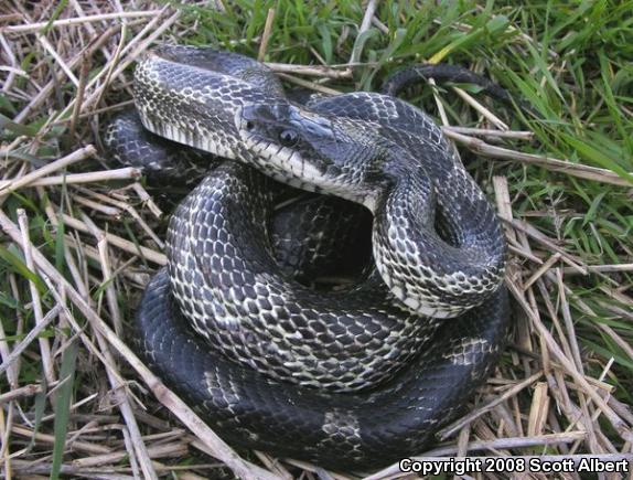 Gray Ratsnake (Pantherophis obsoletus spiloides)