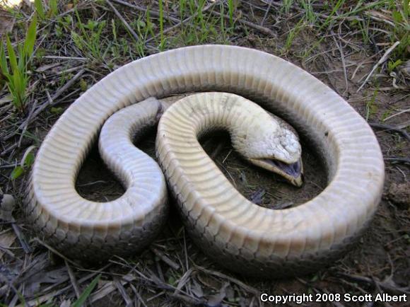 Eastern Hog-nosed Snake (Heterodon platirhinos)