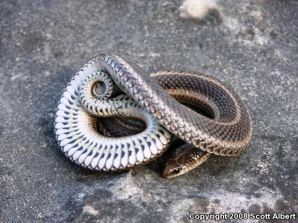 Lined Snake (Tropidoclonion lineatum)