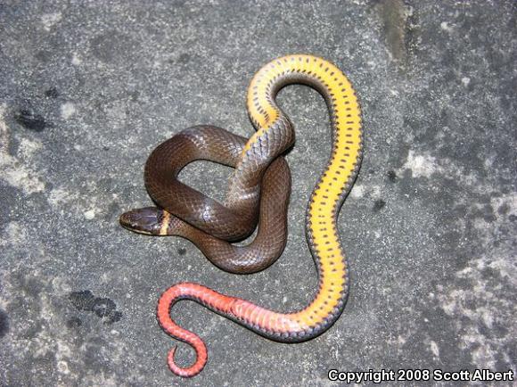 Prairie Ring-necked Snake (Diadophis punctatus arnyi)