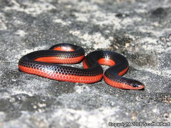 Western Wormsnake (Carphophis vermis)