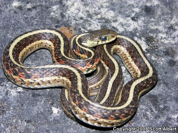 Eastern Gartersnake (Thamnophis sirtalis sirtalis)