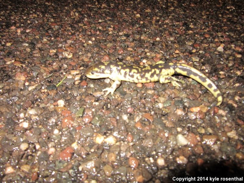 Arizona Tiger Salamander (Ambystoma mavortium nebulosum)