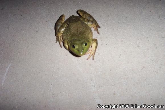 American Bullfrog (Lithobates catesbeianus)