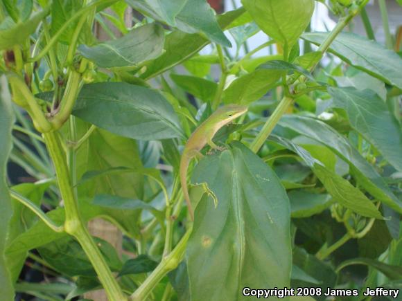 Northern Green Anole (Anolis carolinensis carolinensis)