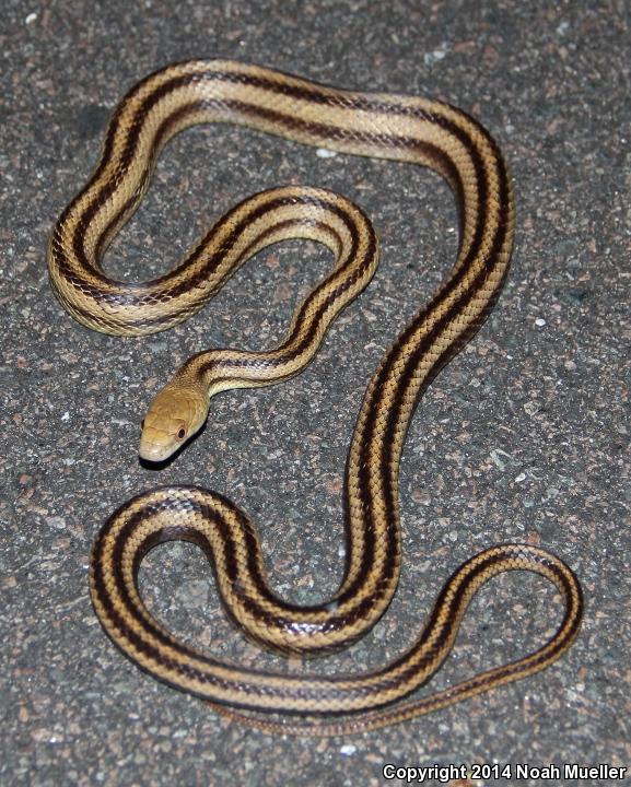 Yellow Ratsnake (Pantherophis obsoletus quadrivittatus)