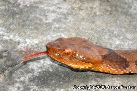 Northern  Copperhead (Agkistrodon contortrix mokasen)