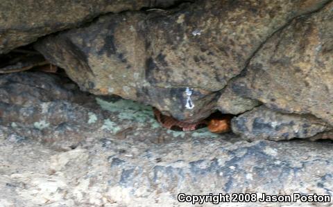 Northern  Copperhead (Agkistrodon contortrix mokasen)