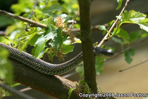 Eastern Gartersnake (Thamnophis sirtalis sirtalis)