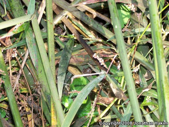 Baja California Treefrog (Pseudacris hypochondriaca)