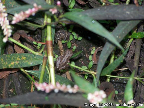 Baja California Treefrog (Pseudacris hypochondriaca)