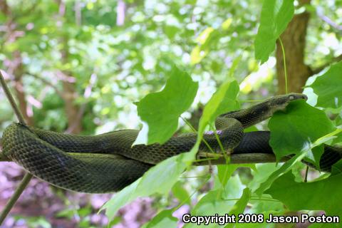 Black Ratsnake (Pantherophis obsoletus obsoletus)