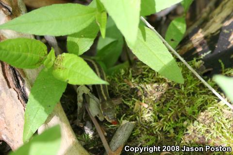 Eastern Gartersnake (Thamnophis sirtalis sirtalis)