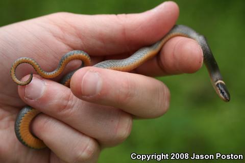 Northern Ring-necked Snake (Diadophis punctatus edwardsii)