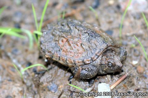 Snapping Turtle (Chelydra serpentina)