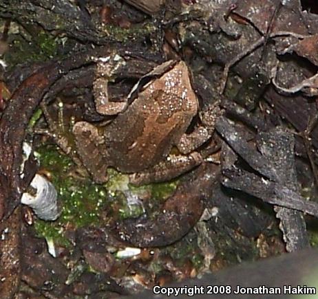 Baja California Treefrog (Pseudacris hypochondriaca)