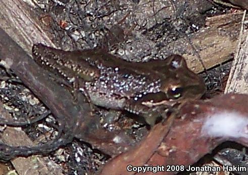 Baja California Treefrog (Pseudacris hypochondriaca)