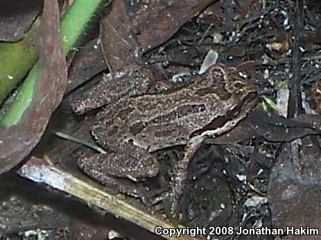 Baja California Treefrog (Pseudacris hypochondriaca)