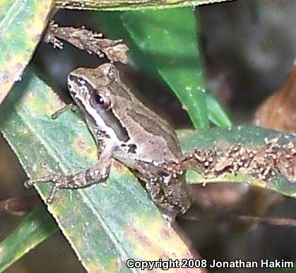 Baja California Treefrog (Pseudacris hypochondriaca)