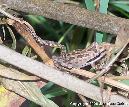 Baja California Treefrog (Pseudacris hypochondriaca)