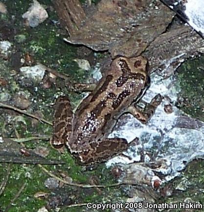 Baja California Treefrog (Pseudacris hypochondriaca)