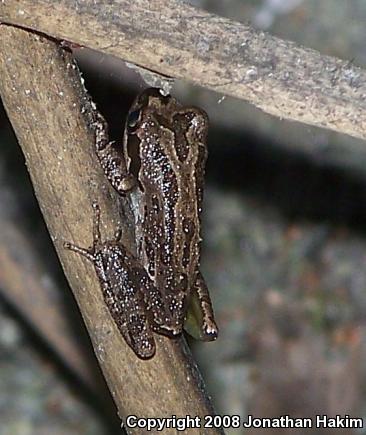 Baja California Treefrog (Pseudacris hypochondriaca)