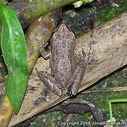 Baja California Treefrog (Pseudacris hypochondriaca)