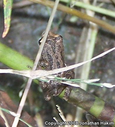 Baja California Treefrog (Pseudacris hypochondriaca)