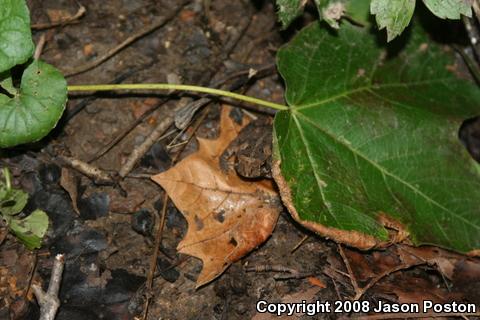 Eastern American Toad (Anaxyrus americanus americanus)