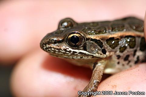 Pickerel Frog (Lithobates palustris)