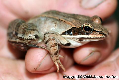 Wood Frog (Lithobates sylvaticus)