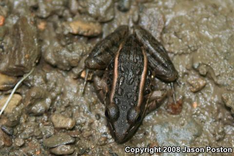 Northern Leopard Frog (Lithobates pipiens)