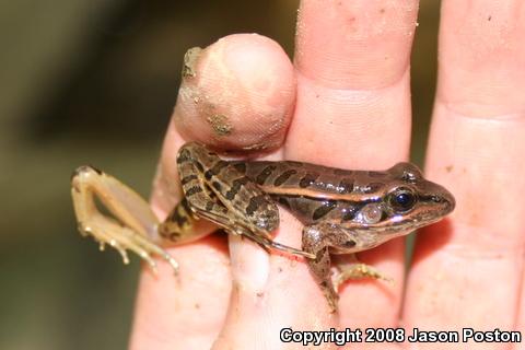 Pickerel Frog (Lithobates palustris)