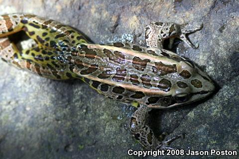 Pickerel Frog (Lithobates palustris)