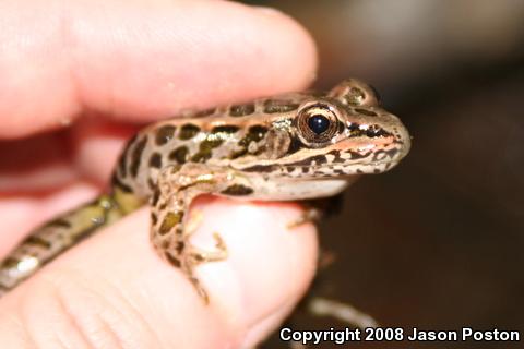 Pickerel Frog (Lithobates palustris)