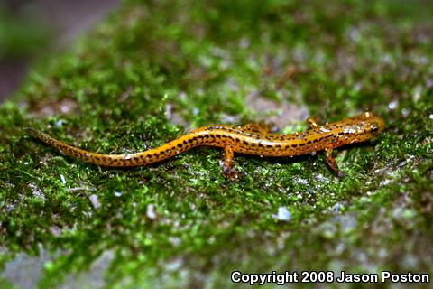 Long-tailed Salamander (Eurycea longicauda longicauda)