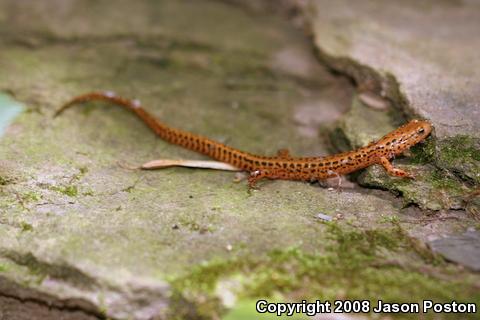 Long-tailed Salamander (Eurycea longicauda longicauda)