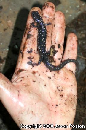 Northern Slimy Salamander (Plethodon glutinosus)