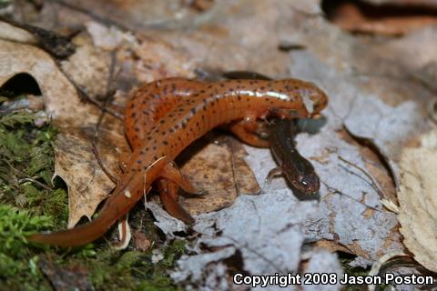 Northern Red Salamander (Pseudotriton ruber ruber)