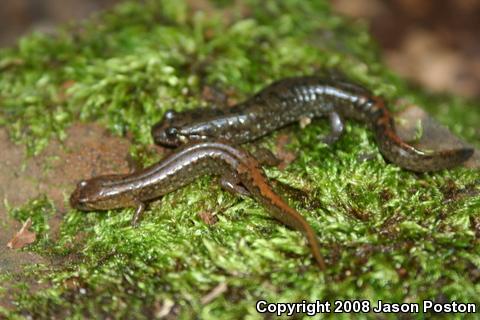 Seal Salamander (Desmognathus monticola)