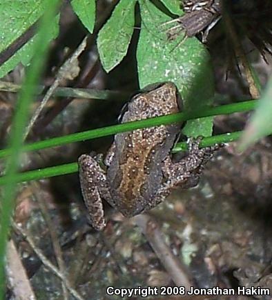 Baja California Treefrog (Pseudacris hypochondriaca)