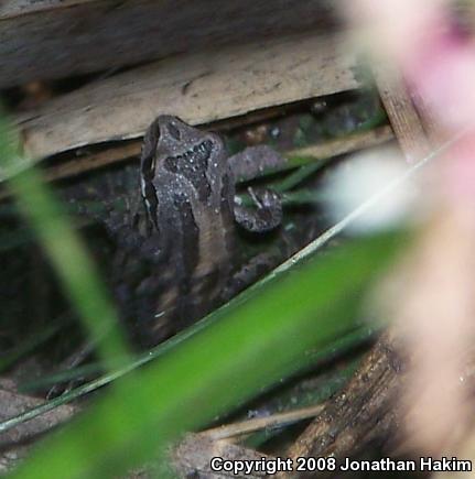 Baja California Treefrog (Pseudacris hypochondriaca)