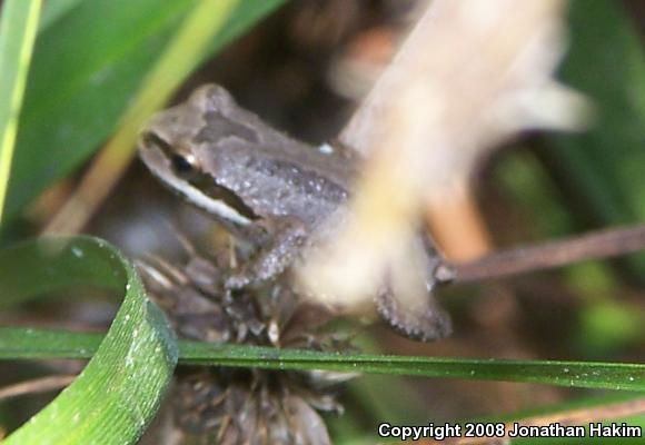 Baja California Treefrog (Pseudacris hypochondriaca)