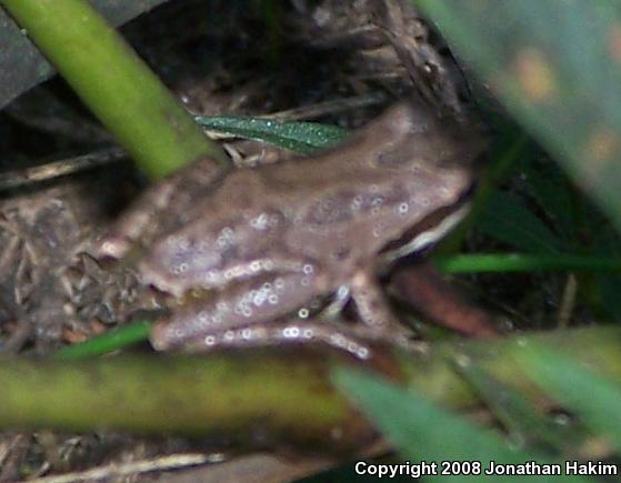 Baja California Treefrog (Pseudacris hypochondriaca)