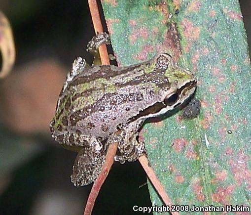 Baja California Treefrog (Pseudacris hypochondriaca)