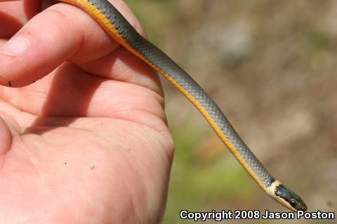 Northern Ring-necked Snake (Diadophis punctatus edwardsii)