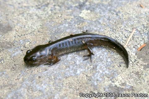 Spotted Salamander (Ambystoma maculatum)