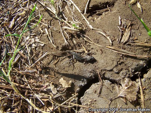 Great Basin Fence Lizard (Sceloporus occidentalis longipes)